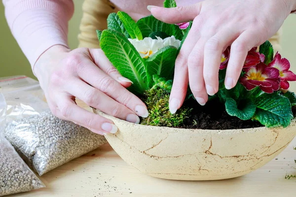 Florist Jobbet Kvinna Visar Hur Man Enkel Dekoration Med Primula — Stockfoto