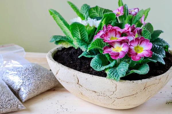 Florist Work Woman Shows How Make Simple Decoration Primula Flowers — Stock Photo, Image