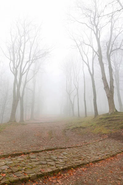 Des Arbres Dans Une Ruelle Recouverte Brouillard Paysage Automne — Photo