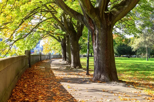 Autumn Alley Krakow Poland — Stock Photo, Image