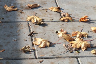Üzülerek kaldırımda uzanan renkli sonbahar yaprakları. Nostalji ve geçiciliğin sembolü..