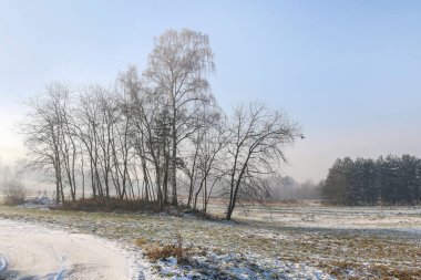 Kışın karla kaplı ağaçlar. Romantik manzara