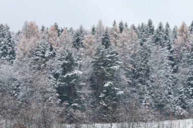 Kışın karla kaplı ağaçlar. Romantik manzara