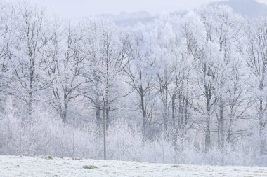 Karla kaplı genç deniz köpekleri. Kış Harikalar Diyarı. Grafiksel kaynaklar