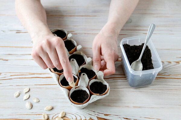 How to grow any plant in an egg shell. Step by step, tutorial.