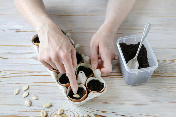 How to grow any plant in an egg shell. Step by step, tutorial.