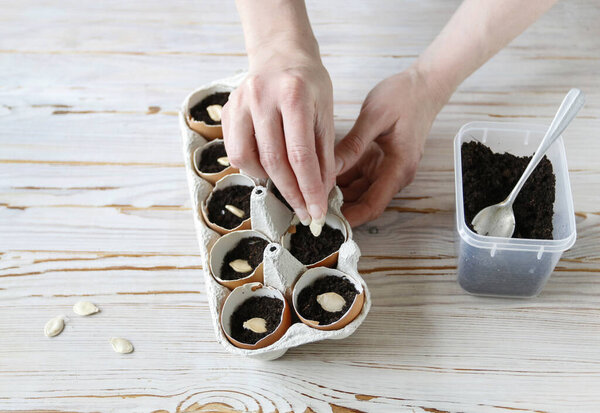 How to grow any plant in an egg shell. Step by step, tutorial.