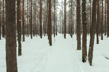 Ormanda kış sabahı. Turistler için tatil yeri