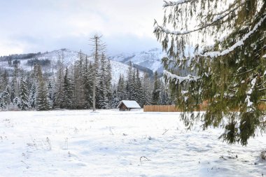 Kışın dağ manzarası, karla kaplı tarlalar ve ağaçlar. Donmuş sabah