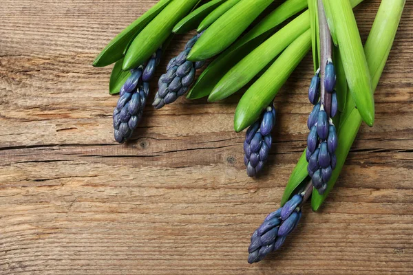 Violet Hyacinth Flowers Brown Wooden Board Copy Space — Stock Photo, Image