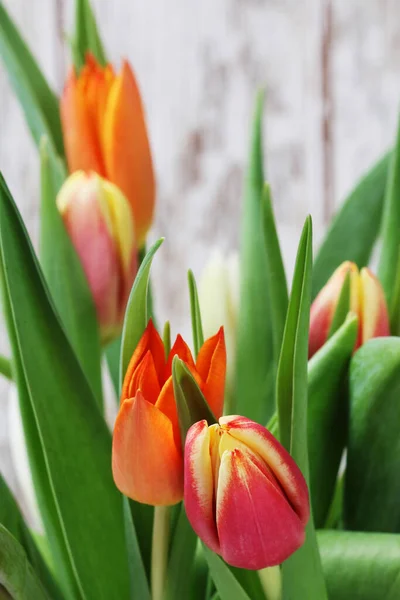 Bouquet Beautiful Colorful Tulips Party Decor — Stock Photo, Image