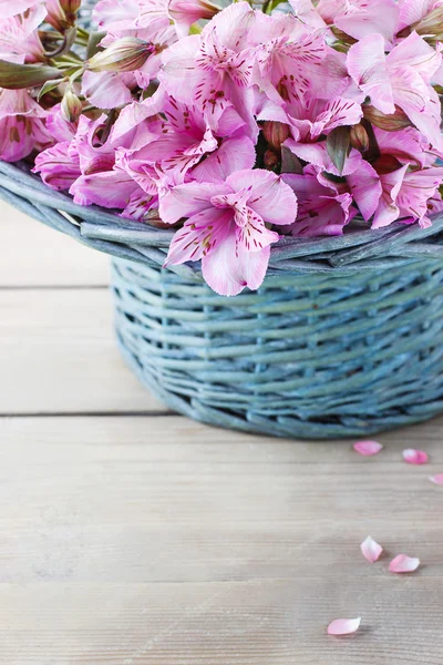 Alstroemeria bloem — Stockfoto