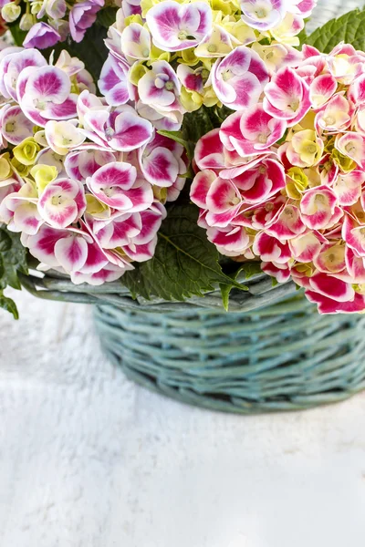 Гигантская макрофилия (цветок гортензии) ) — стоковое фото