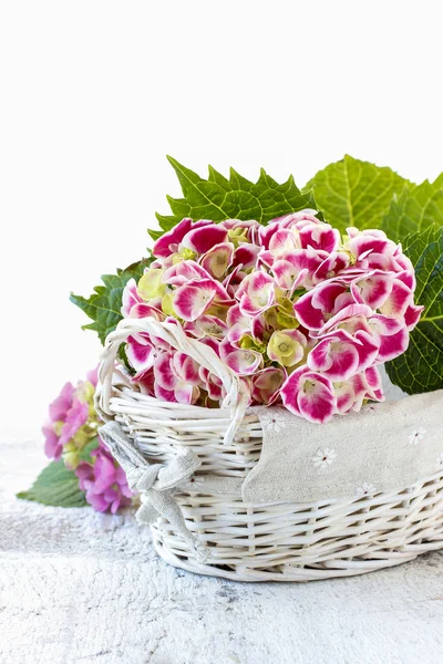 Hortenzie velkolistá (hortensia květ) — Stock fotografie