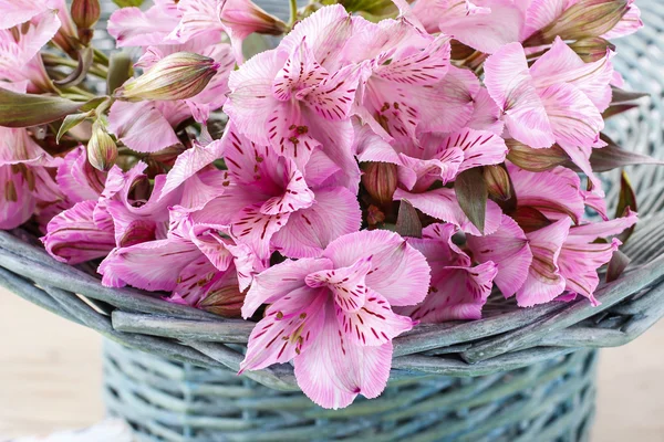 Alstroemeria flower commonly called the Peruvian lily or lily of — Stock Photo, Image