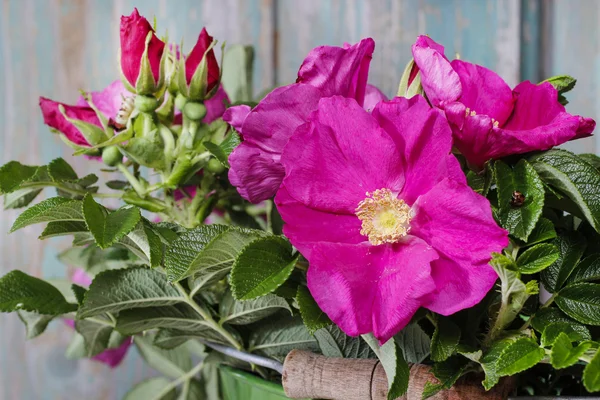 Rugosa rozen (Rosa rugosa, Japanse roos, of oorsprong rose) — Stockfoto