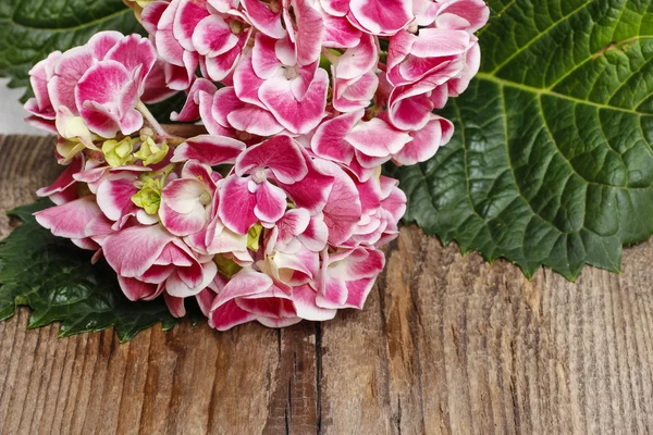 Hydrangea macrophylla (hortensia flower) on wooden table — Stock Photo, Image