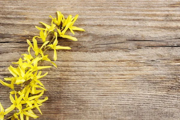 Forsythia on wooden background. Copy space — Stock Photo, Image