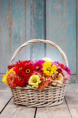 Hasır sepet zinnia çiçeği buket.