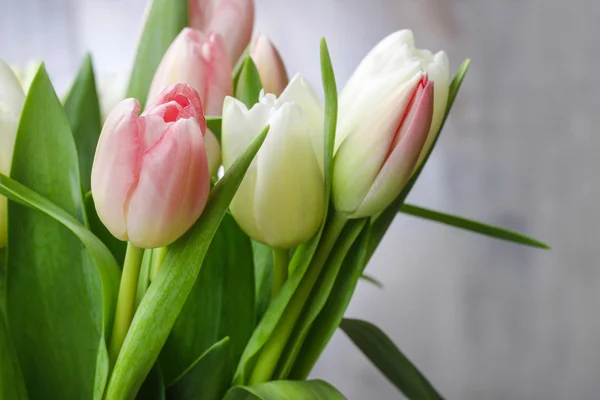 Piękne różowe i białe tulipany — Zdjęcie stockowe