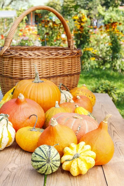 Pumpkins on wooden table in the garden — Stock Photo, Image
