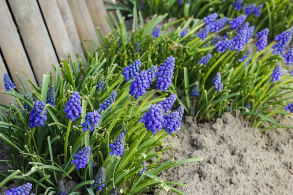 Blume der blauen Muscari (Traubenhyazinthe)) — Stockfoto