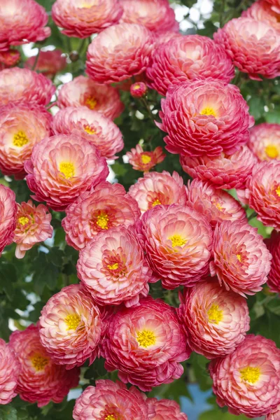 Crisantemo flores fondo —  Fotos de Stock