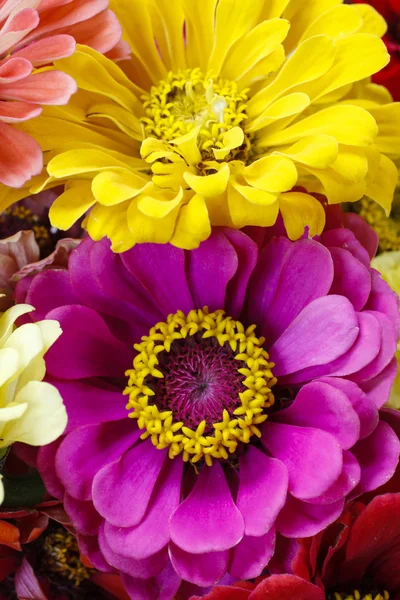 Zinnia flowers — Stock Photo, Image