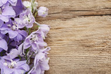 Delphinium çiçekler