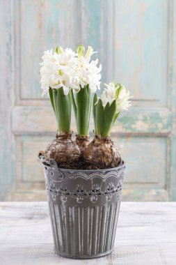 Güzel beyaz sümbül çiçek