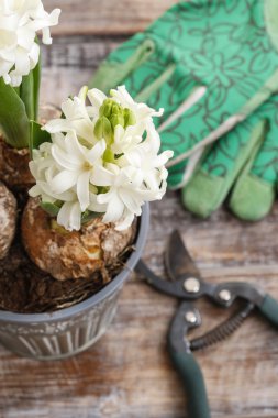 Beyaz sümbül çiçek ve Bahçe aksesuarları
