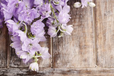 Delphinium çiçekler