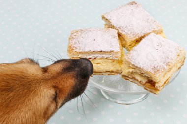 Köpek bir pasta çalmak