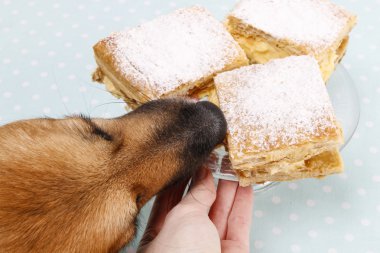 Köpek bir pasta çalmak