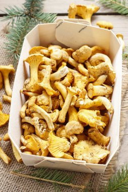 Cantharellus cibarius. Mantar sepeti.