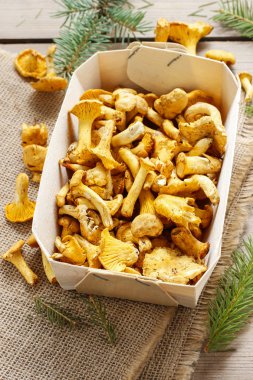 Cantharellus cibarius. Mantar sepeti.