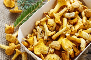 Cantharellus cibarius. Mantar sepeti.