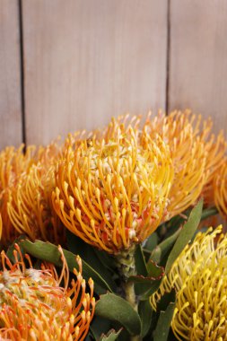 Leucospermum cordifolium çiçek (iğnelik protea)