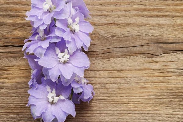 Delphinium bloemen — Stockfoto