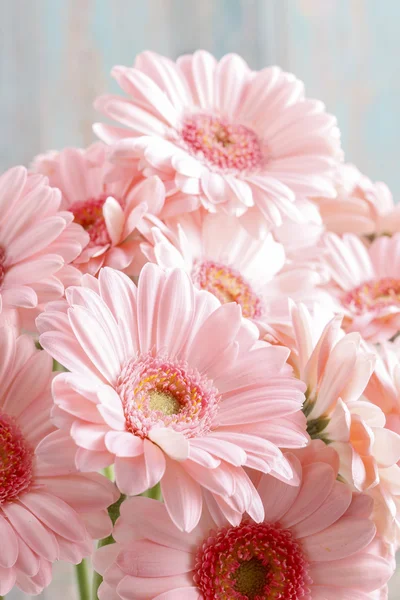 Bouquet of pink gerbera daisies — Stock Photo, Image