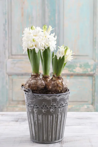 Güzel beyaz sümbül çiçek