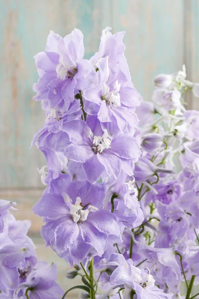 Delphinium flowers — Stock Photo, Image