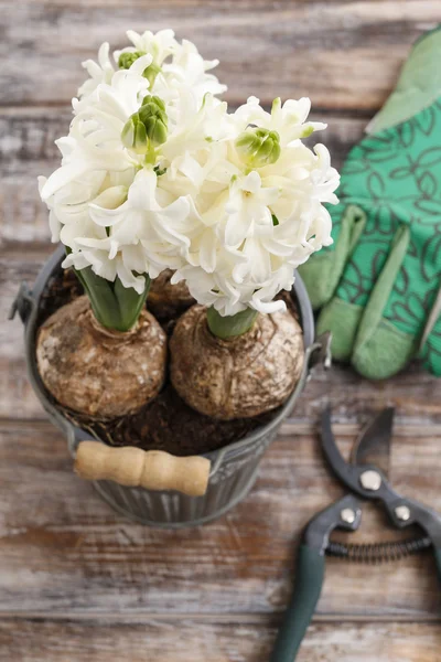Λευκό υάκινθος λουλούδια και αξεσουάρ κήπου — Φωτογραφία Αρχείου