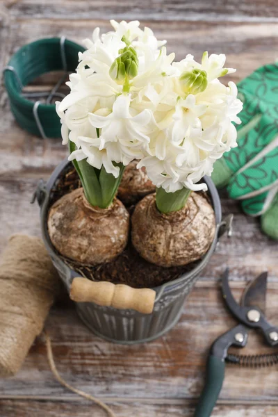 White hyacinth flowers and garden accessories — Stock Photo, Image