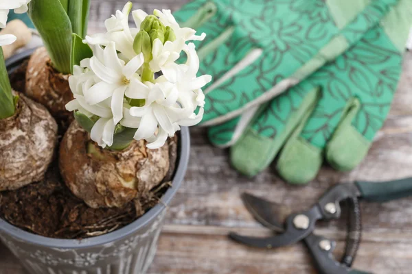 白いヒアシンスの花と庭のアクセサリー — ストック写真