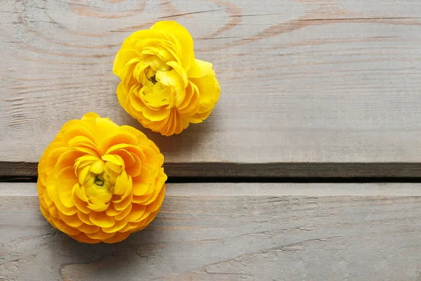 Flores de buttercup persas amarillas (ranunculus ) —  Fotos de Stock