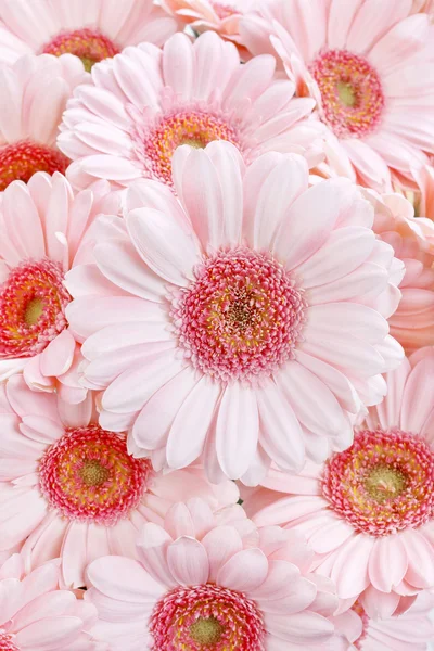 Pink gerbera daisies — Stock Photo, Image