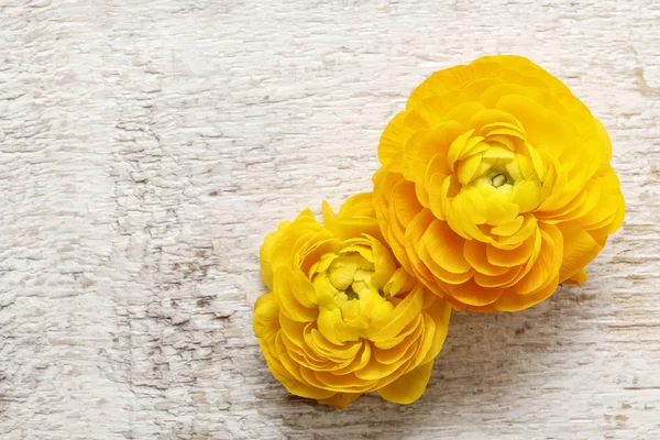 A fából készült háttérb sárga perzsa buttercup virágok (ranunculus) — Stock Fotó