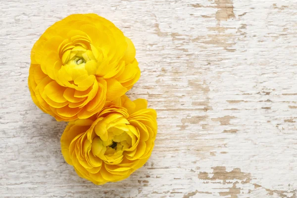 Amarelo flores buttercup persas (ranúnculo) em backgrou de madeira — Fotografia de Stock