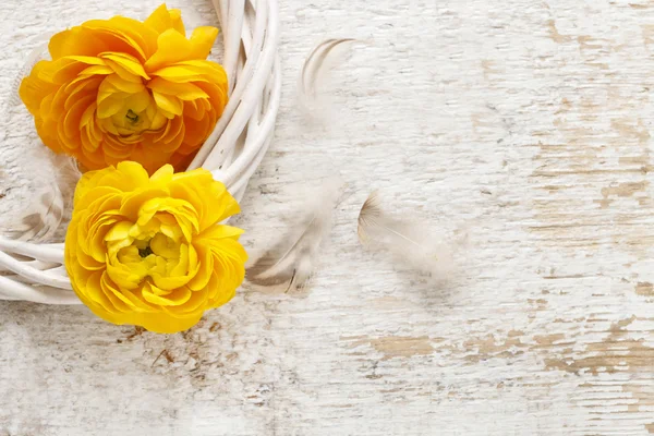 Yellow persian buttercup flowers (ranunculus) on wooden backgrou — Stock Photo, Image